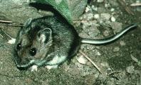 Deer Mouse - Deer Mice Like to eat the roots and seedlings in your Heirloom / Open Pollinated Vegetable Garden.