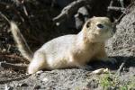 Gopher - A common Heirloom / Open Pollinated Vegetable Garden pest that is really pesty!