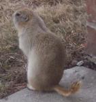 Gophers - Destoyers and userpers of the garden!