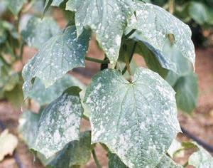 Powdery Mildew on a Heirloom / Open Pollinated Cucumber plant.