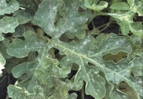 Powdery Mildew in Heirloom / Open Pollinated Watermelon.