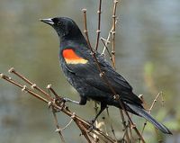 Redwing Blackbird - The Redwing Blackbird loves to eat seeds and small plants out of your Heirloom / Open Pollinated Vegetable Garden.