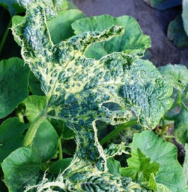 Mosaic Virus on a Heirloom / Open Pollinated Squash (Cucurbita) Plant.
