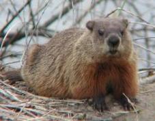 Woodchucks - woodchucks will eat anything that is green in your Heirloom / Open Pollinated Vegetable Garden!