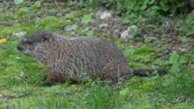Woodchuck - woodchucks can clear cut a Heirloom / Open Pollinated Vegetable garden better than a lawnmower!