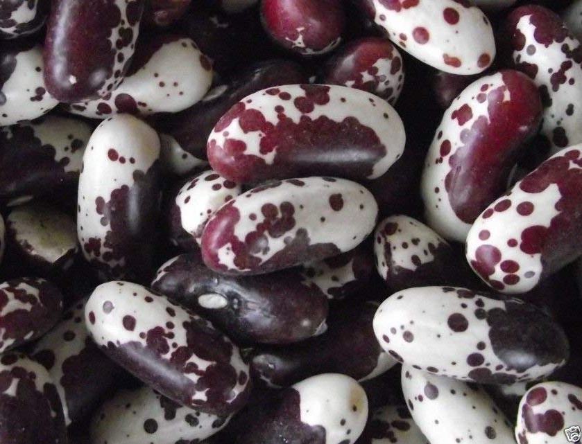 Close-up of Jacob’s Cattle beans, a classic variety listed among the easiest heirloom seeds to save.