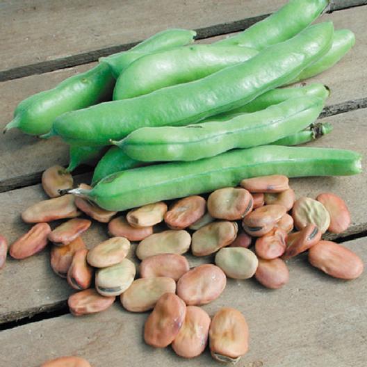 Heirloom Fava Bean Planting Guide: From Seed to Harvest