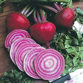 Heirloom Beet Planting Guide: From Seed to Harvest