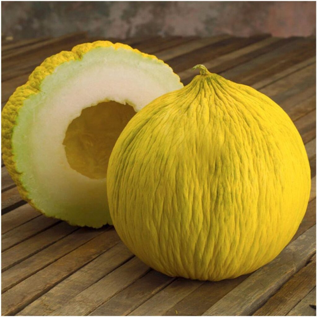 Heirloom Cantaloupe Planting Guide: From Seed to Harvest