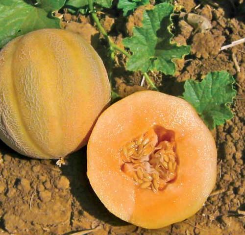 Heirloom Cantaloupe Planting Guide: From Seed to Harvest