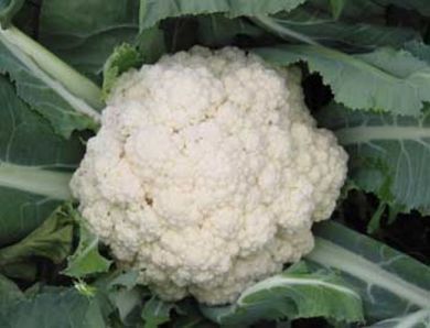 Heirloom Cauliflower Planting Guide: From Seed to Harvest