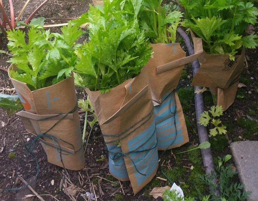 Heirloom Celery Planting Guide: From Seed to Harvest