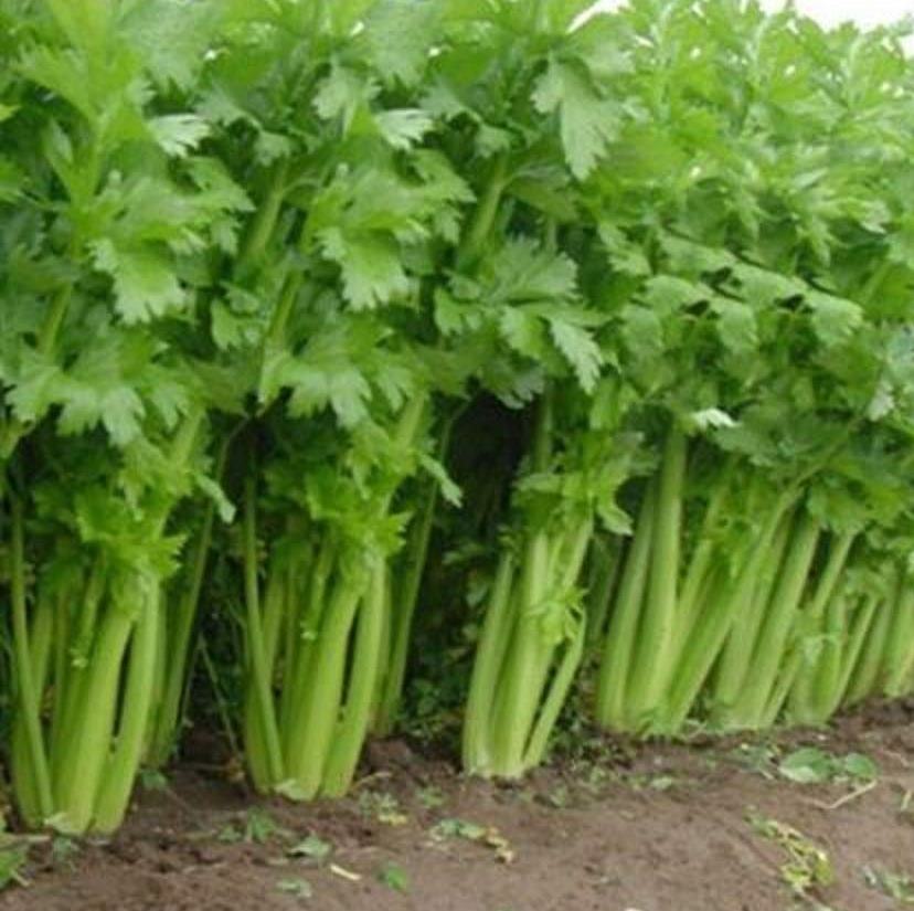 Heirloom Celery Planting Guide: From Seed to Harvest