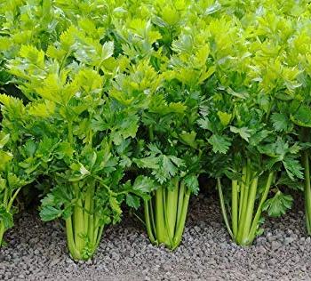 Heirloom Celery Planting Guide: From Seed to Harvest