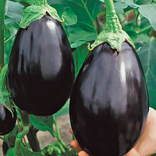 Heirloom Eggplant Planting Guide: From Seed to Harvest