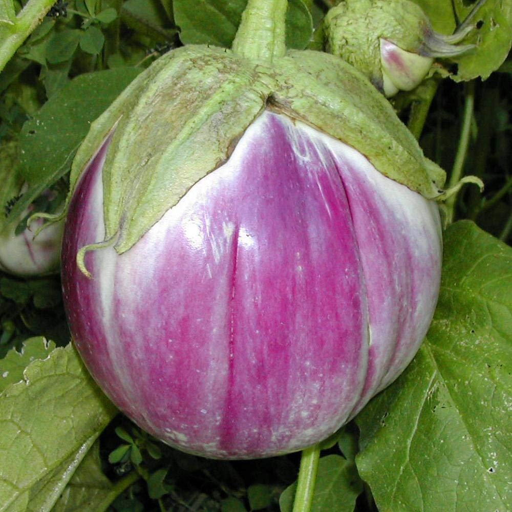 Heirloom Eggplant Planting Guide: From Seed to Harvest