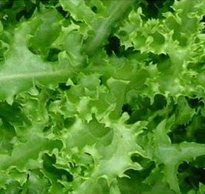 Heirloom Endive Planting Guide: From Seed to Harvest
