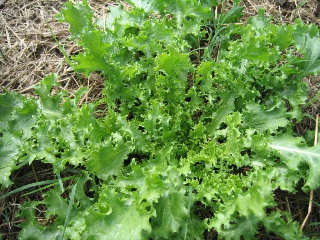 Heirloom Endive Planting Guide: From Seed to Harvest