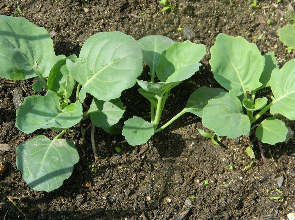 Heirloom Kale Planting Guide: From Seed to Harvest