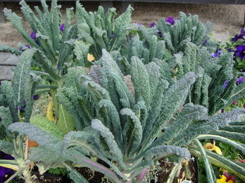 Heirloom Kale Planting Guide: From Seed to Harvest