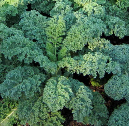 Heirloom Kale Planting Guide: From Seed to Harvest