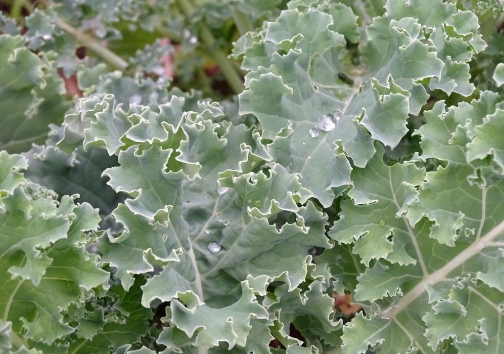 Heirloom Kale Planting Guide: From Seed to Harvest