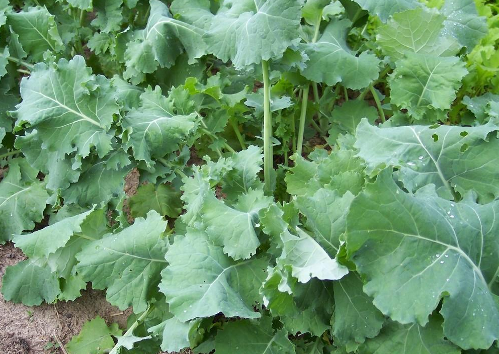 Heirloom Kale Planting Guide: From Seed to Harvest