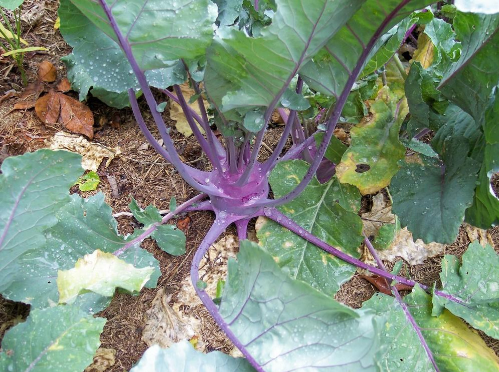 Heirloom Kohlrabi Planting Guide: From Seed to Harvest