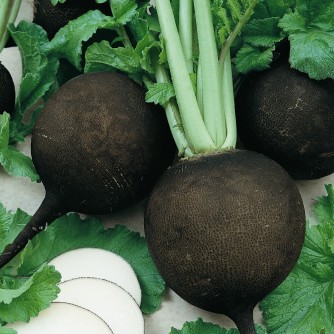 Heirloom Radish Planting Guide: From Seed to Harvest