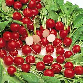 Heirloom Radish Planting Guide: From Seed to Harvest