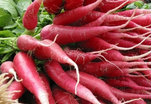 Heirloom Radish Planting Guide: From Seed to Harvest