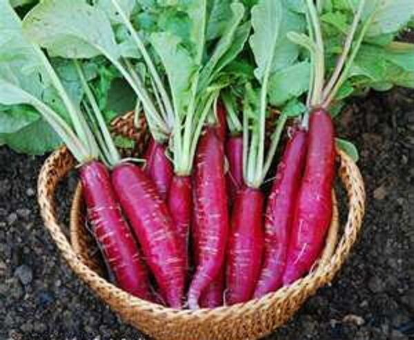 Heirloom Radish Planting Guide: From Seed to Harvest