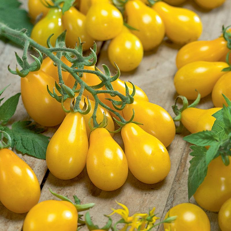 Heirloom Tomato Planting Guide: From Seed to Harvest