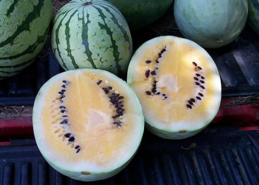 Heirloom Watermelon Planting Guide: From Seed to Harvest