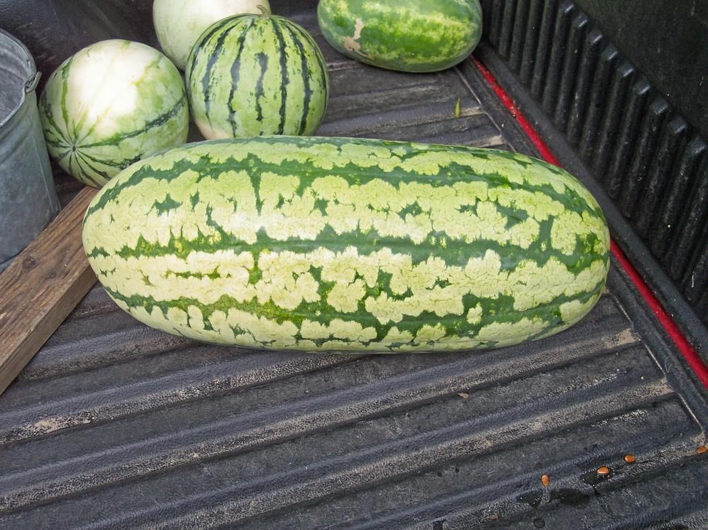 Heirloom Watermelon Planting Guide: From Seed to Harvest