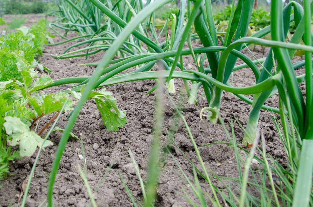 Healthy vegetable bed with signs of light dryness—showing how often to water your garden based on visible soil moisture.