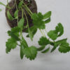"Young cilantro seedling with bright green, lobed leaves growing in a mesh-covered peat pellet, set against a white background."