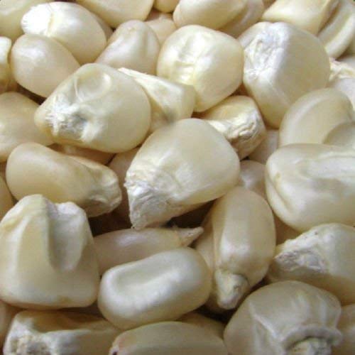 Saving Corn Seeds
