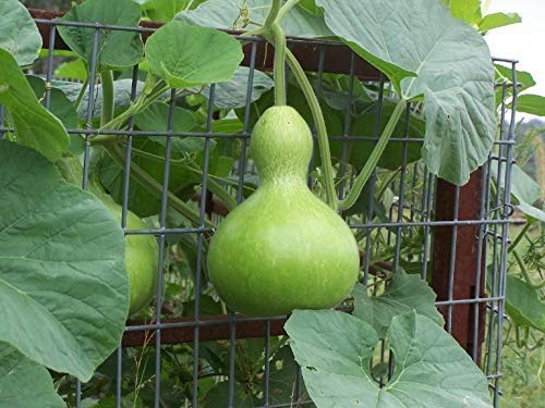 Gourd Birdhouse Bottle