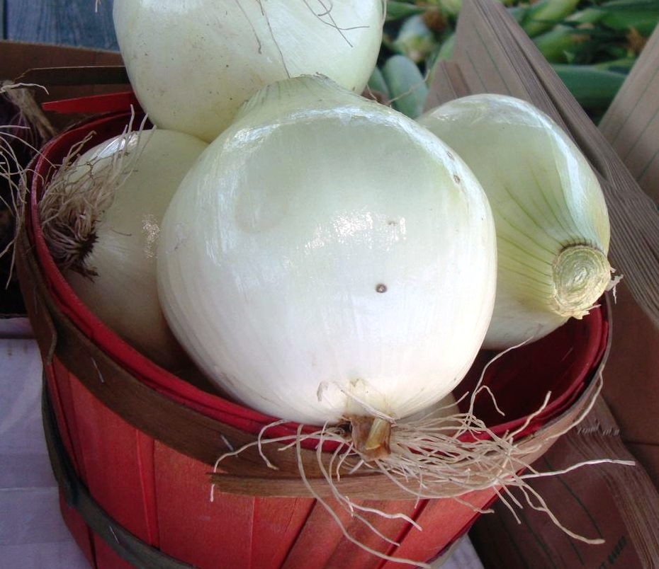Heirloom Onion Planting Guide: From Seed to Harvest