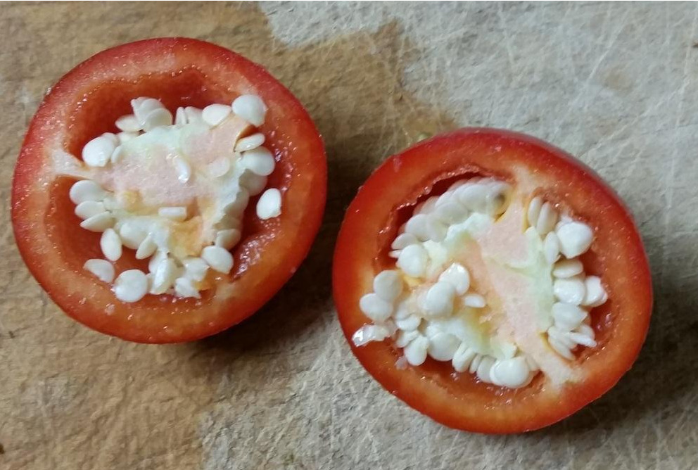 Heirloom Hot Pepper Planting Guide: From Seed to Harvest