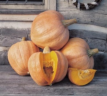 Heirloom Pumpkin Planting Guide: From Seed to Harvest