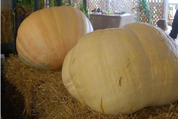 Heirloom Pumpkin Planting Guide: From Seed to Harvest