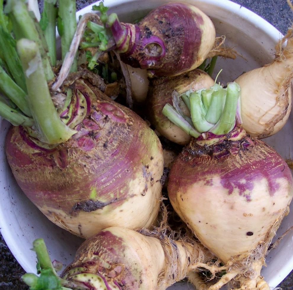 Heirloom Rutabaga Planting Guide: From Seed to Harvest
