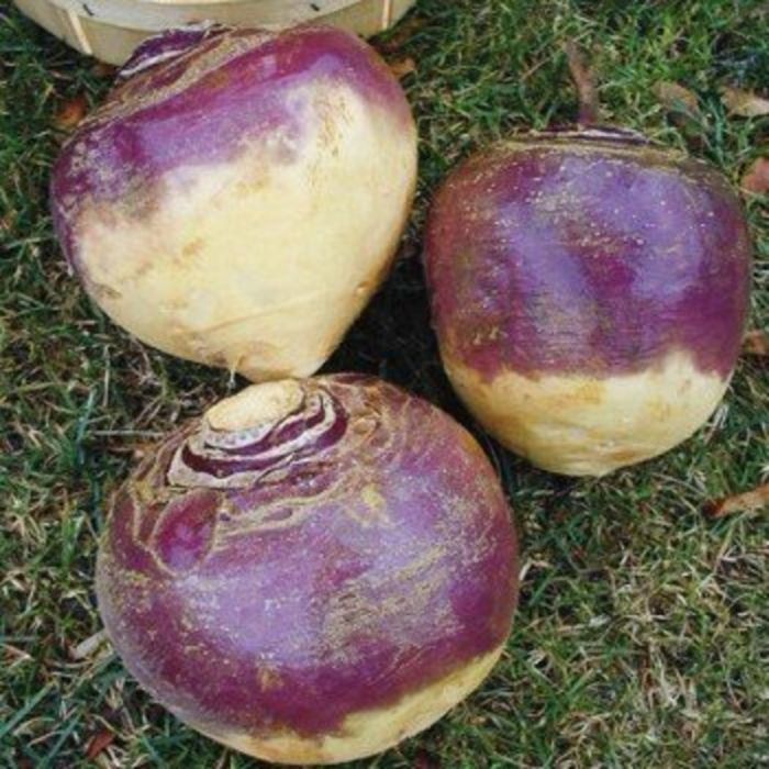 Heirloom Rutabaga Planting Guide: From Seed to Harvest