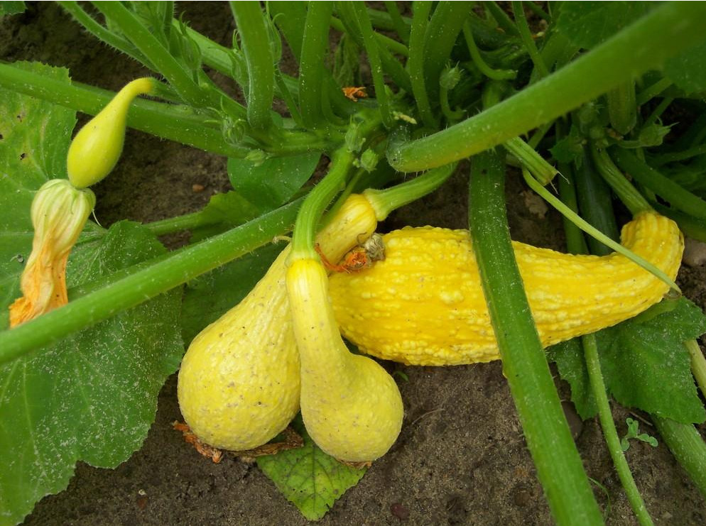 Heirloom Summer Squash Planting Guide: From Seed to Harvest