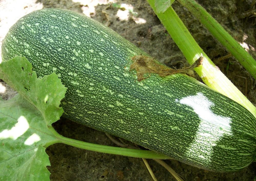 Heirloom Summer Squash Planting Guide: From Seed to Harvest