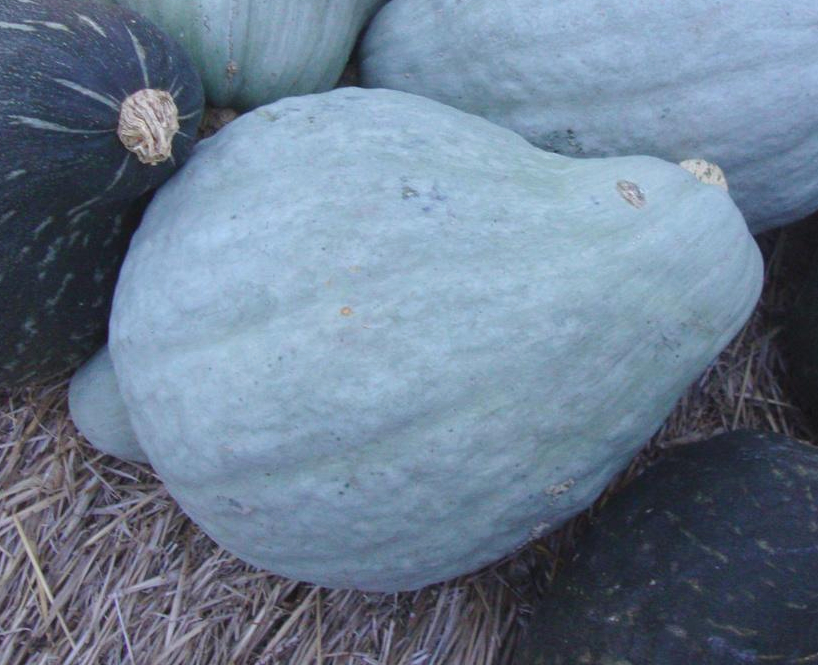 Heirloom Winter Squash Planting Guide: From Seed to Harvest