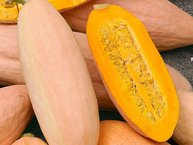 Heirloom Winter Squash Planting Guide: From Seed to Harvest
