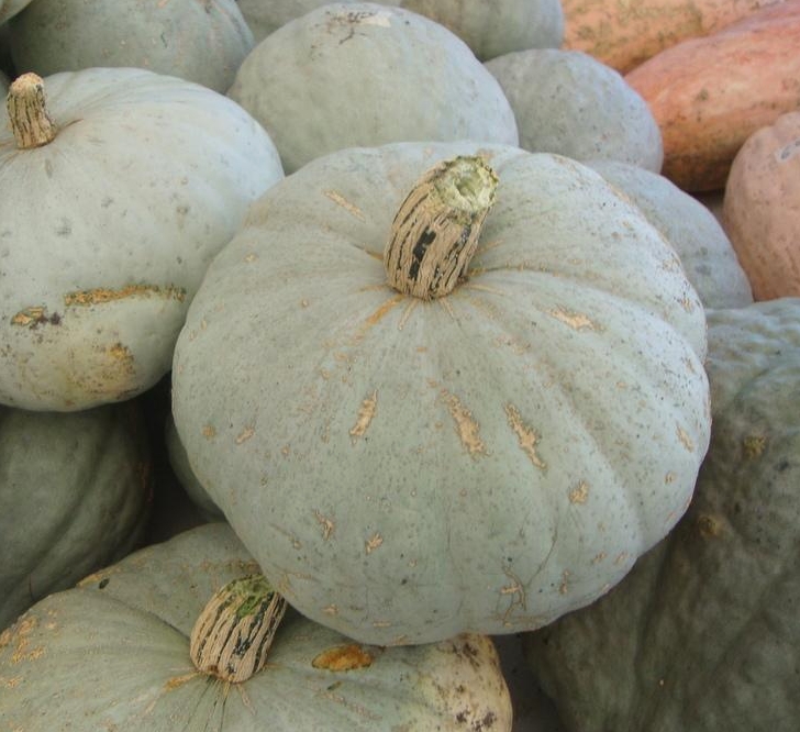 Heirloom Winter Squash Planting Guide: From Seed to Harvest